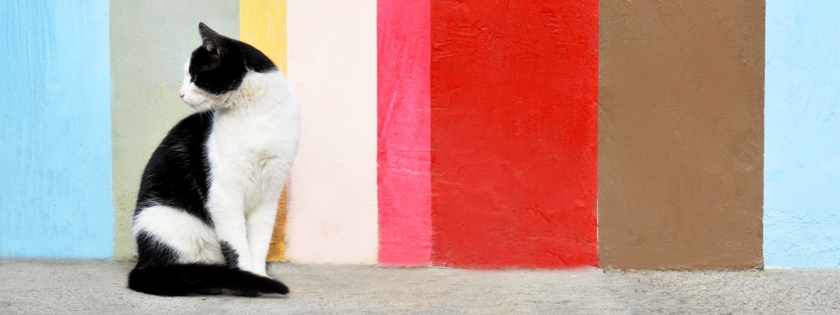 stray cat