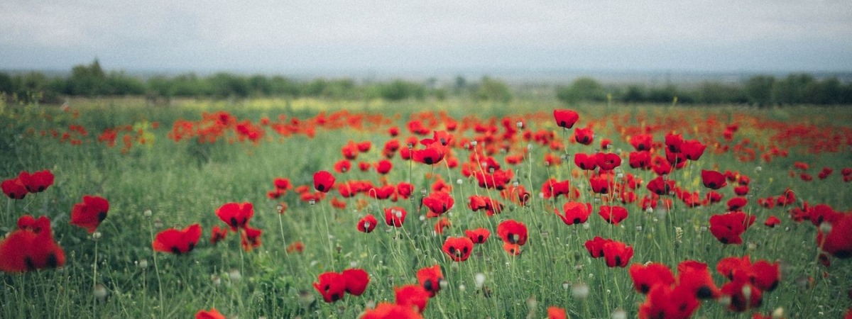 Remembrance Day 2024
