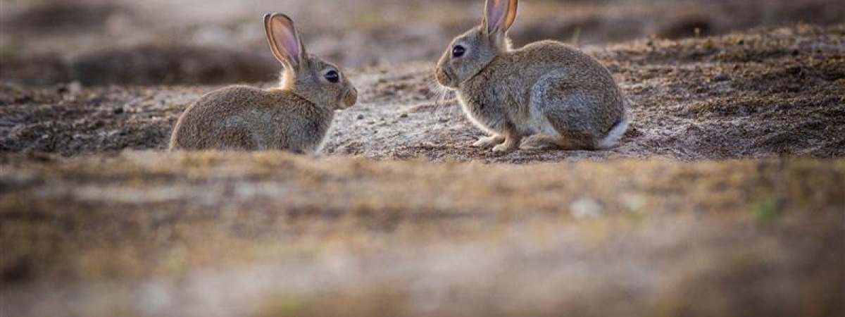 Rabbits 
