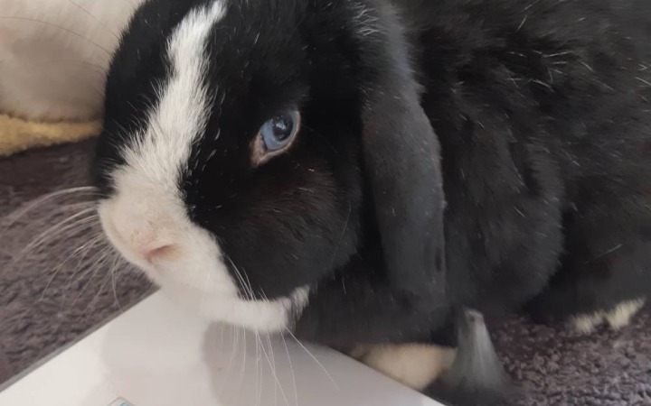 Rabbit at Myuna Farm