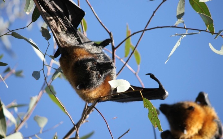 Picture of a bat
