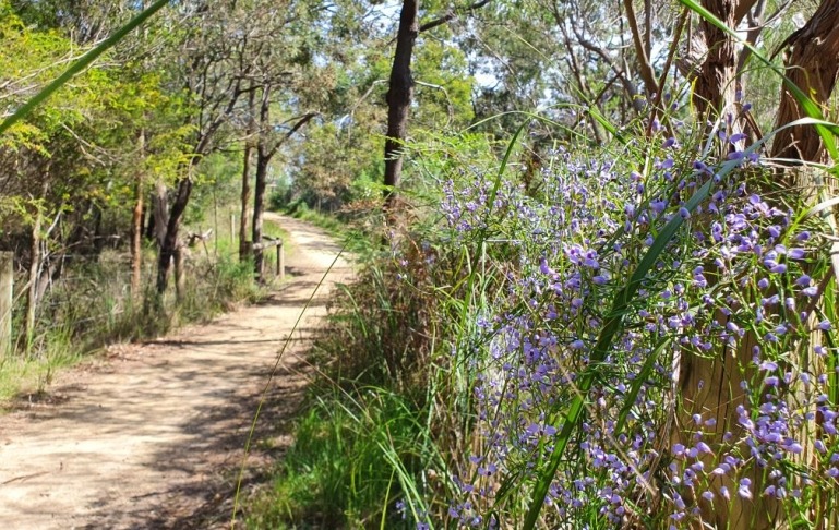 Morning Mist Reserve 