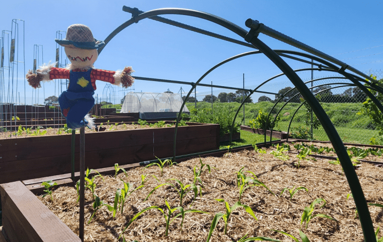 Community gardens