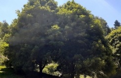 Wilson Botanic Park’s Bird Attracting Area