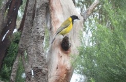 The small insect eating Golden Whistler (Pachycephala pectoralis) can be seen or heard calling in the treetops during the breeding season.