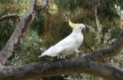 Jessie Traill Reserve 