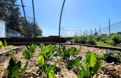 Community gardens