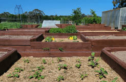 Community gardens