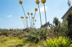 Billy Buttons by Matthew Harding
