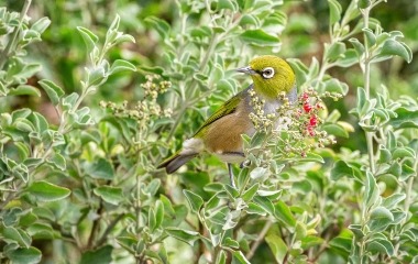 Flora and fauna at Wilson Botanic Park Berwick