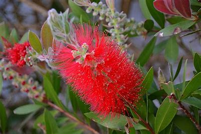 Bottlebrush