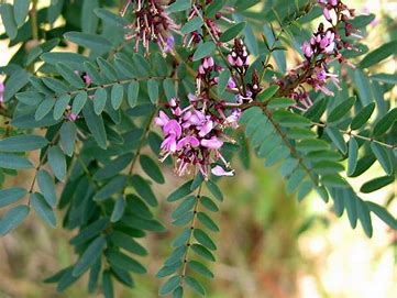 Indigofera australis