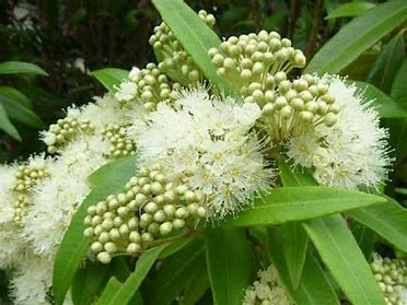 Lemon myrtle