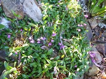 rock orchard