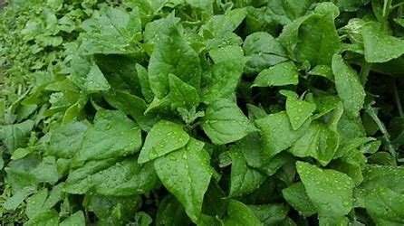 warrigal greens