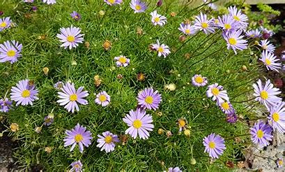 Cut leaf Daisy