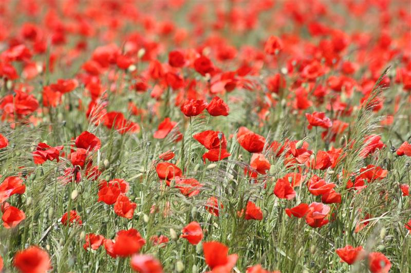 Poppies - Anzac day
