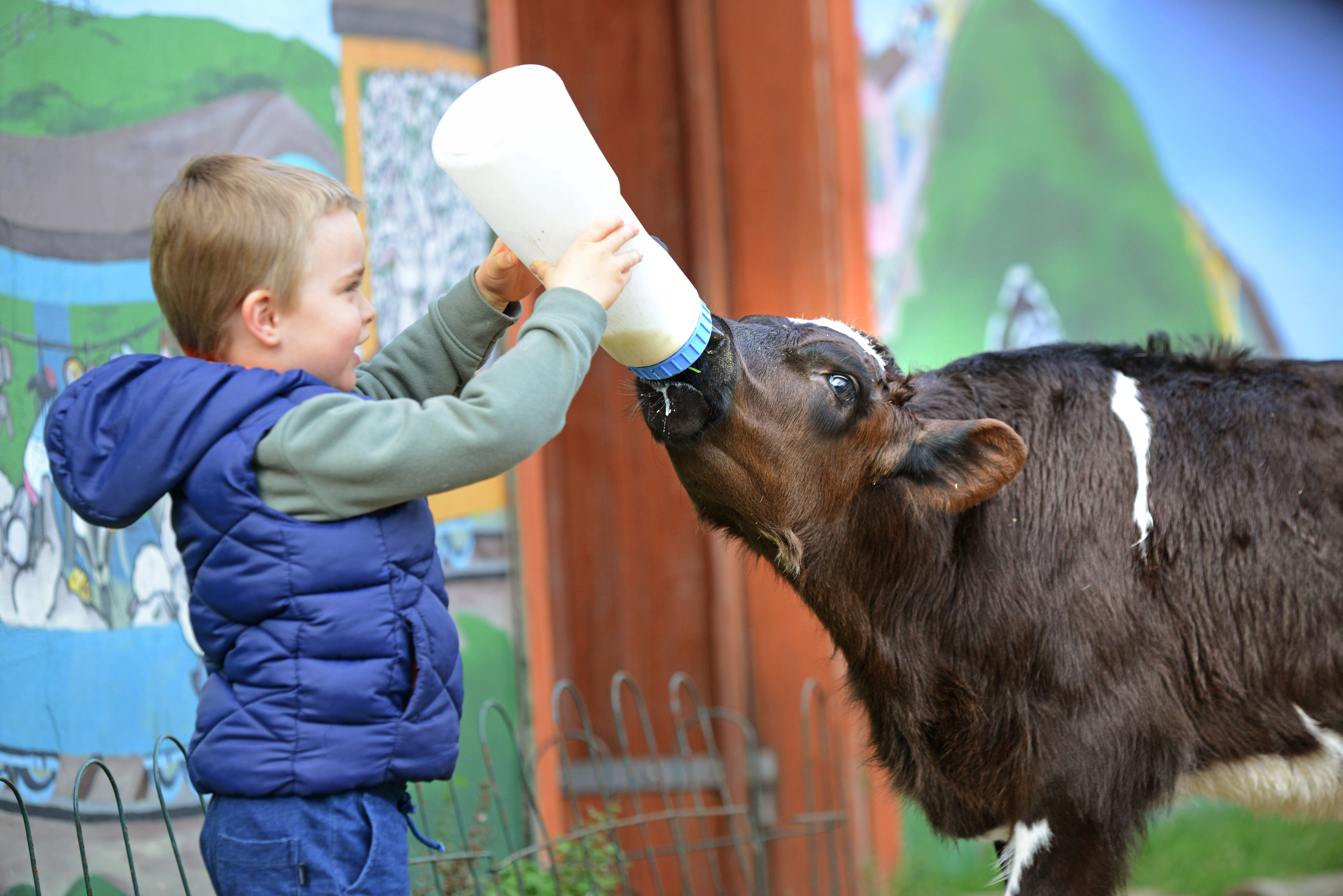 Bottle feeding at Myuna farm