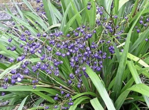 Image of dianella sp. (flax lily)