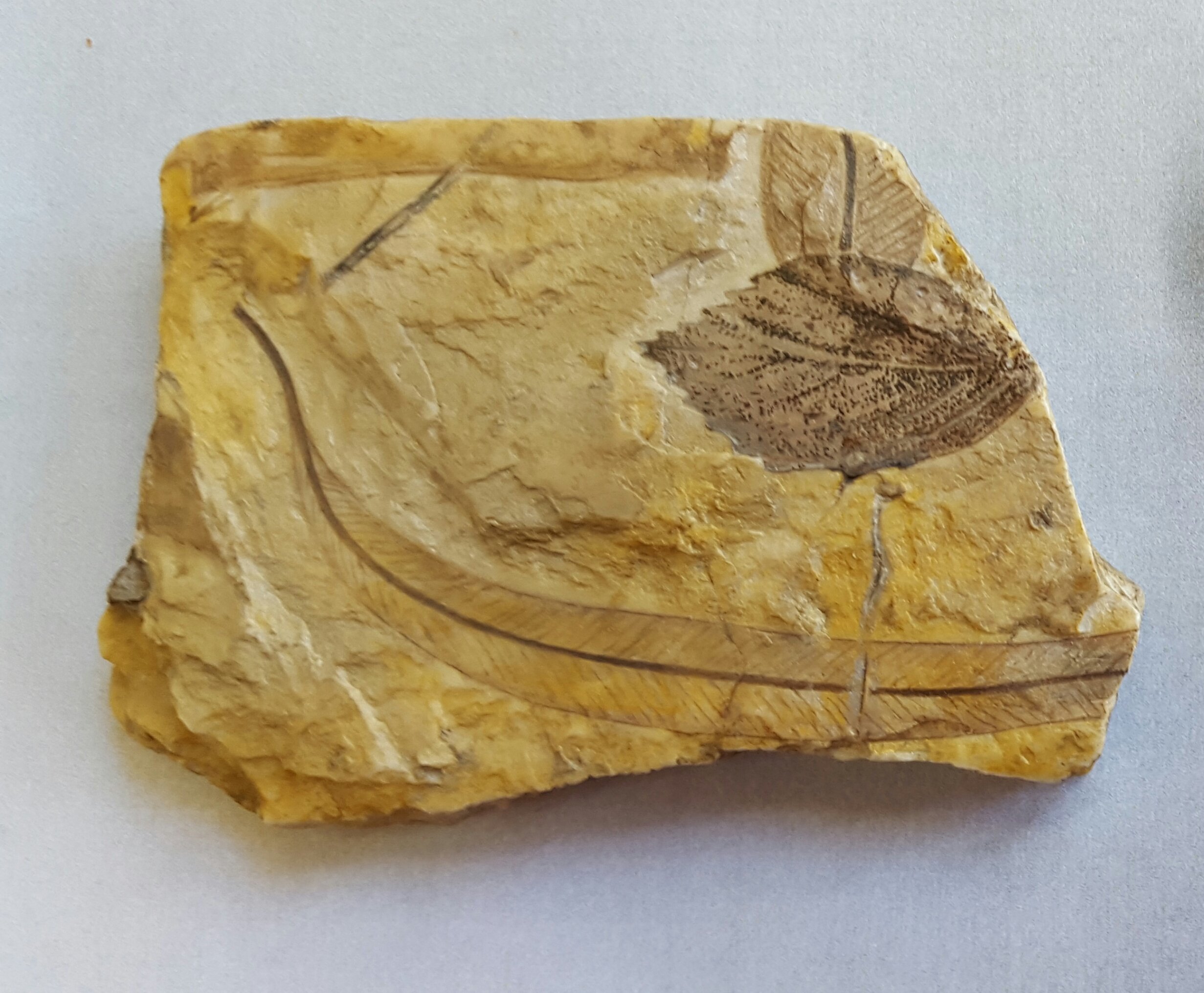 Wilson Botanic Park Berwick Fossil