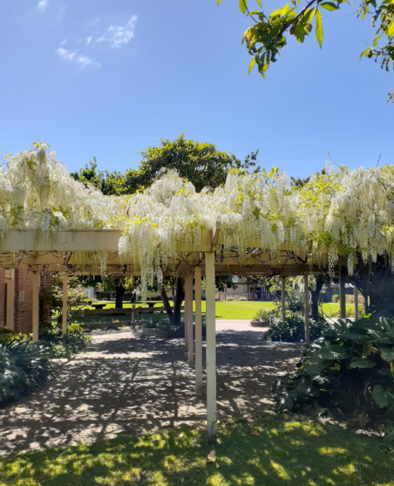 Wisteria floribunda 'Alba'