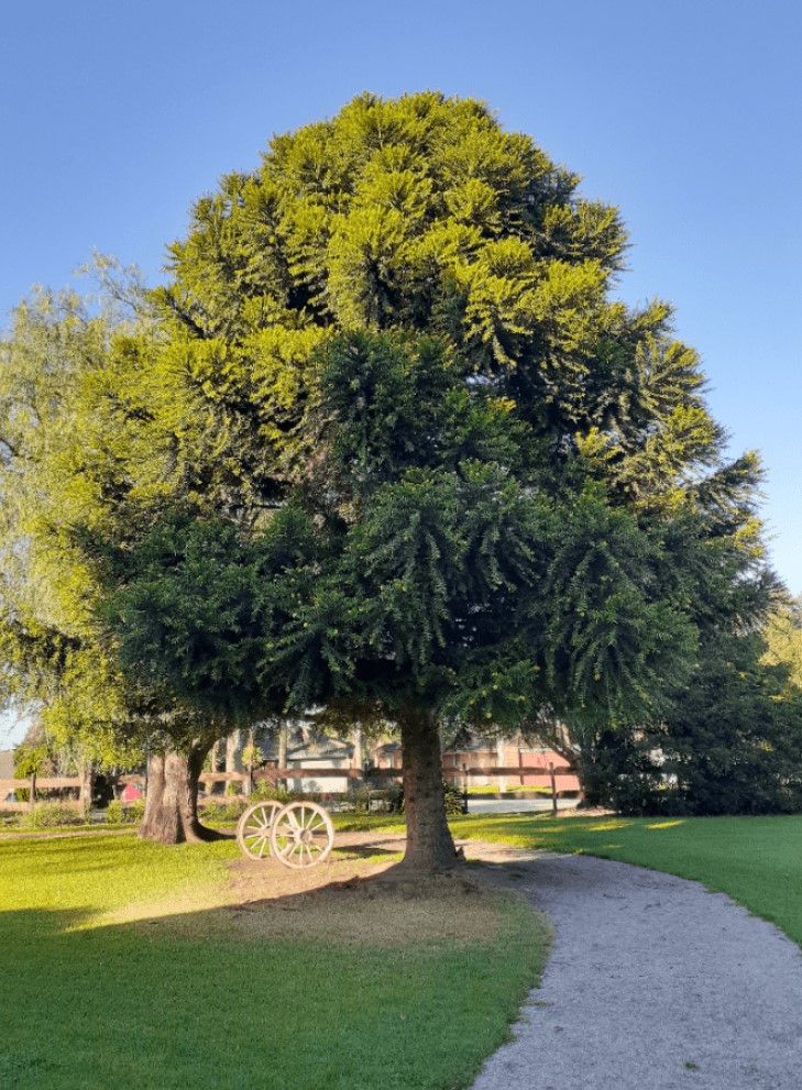 big tree with wheel to the side