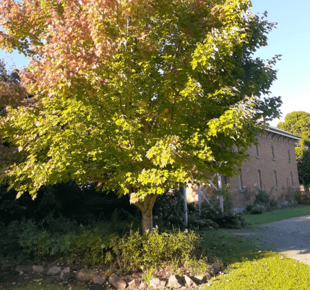 canadian elm tree
